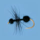 Black Fur Ant