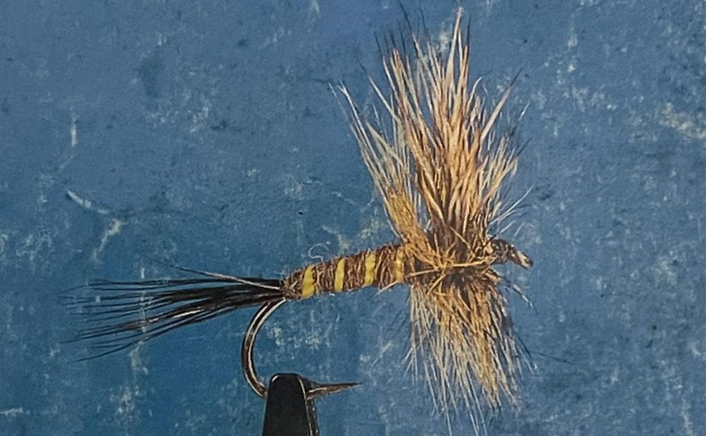 Brown drake standard