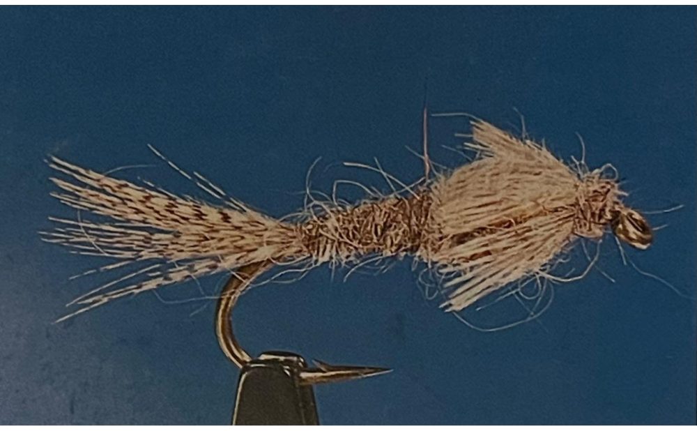 A.p hares ear