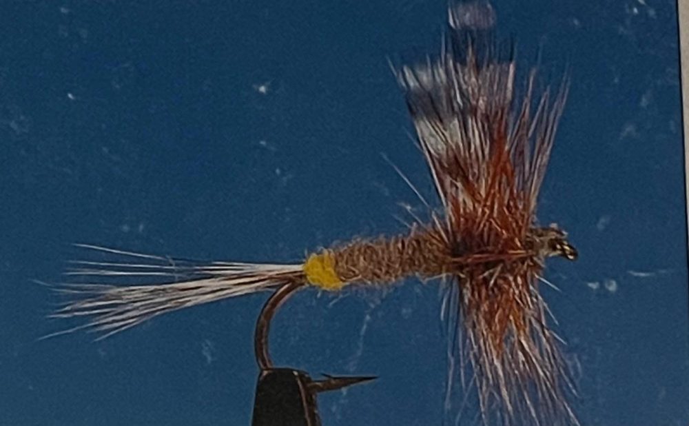 Adams female