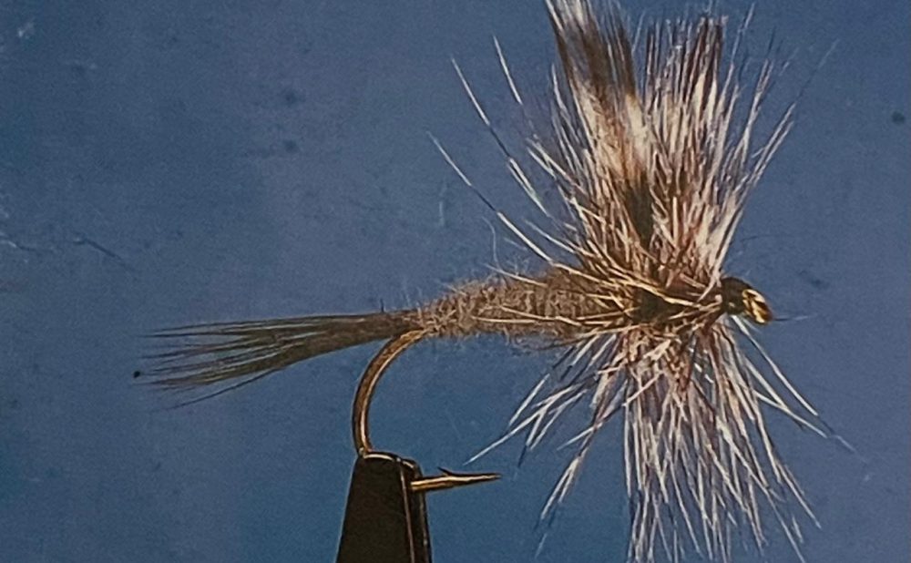 Adams moose tail