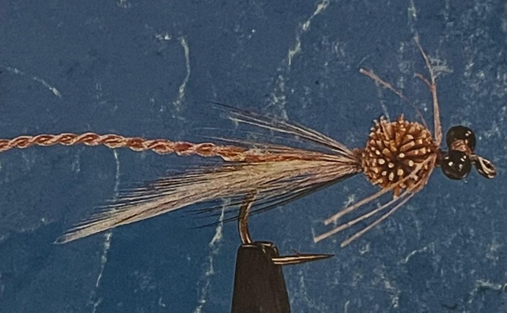 Adult damsel tan