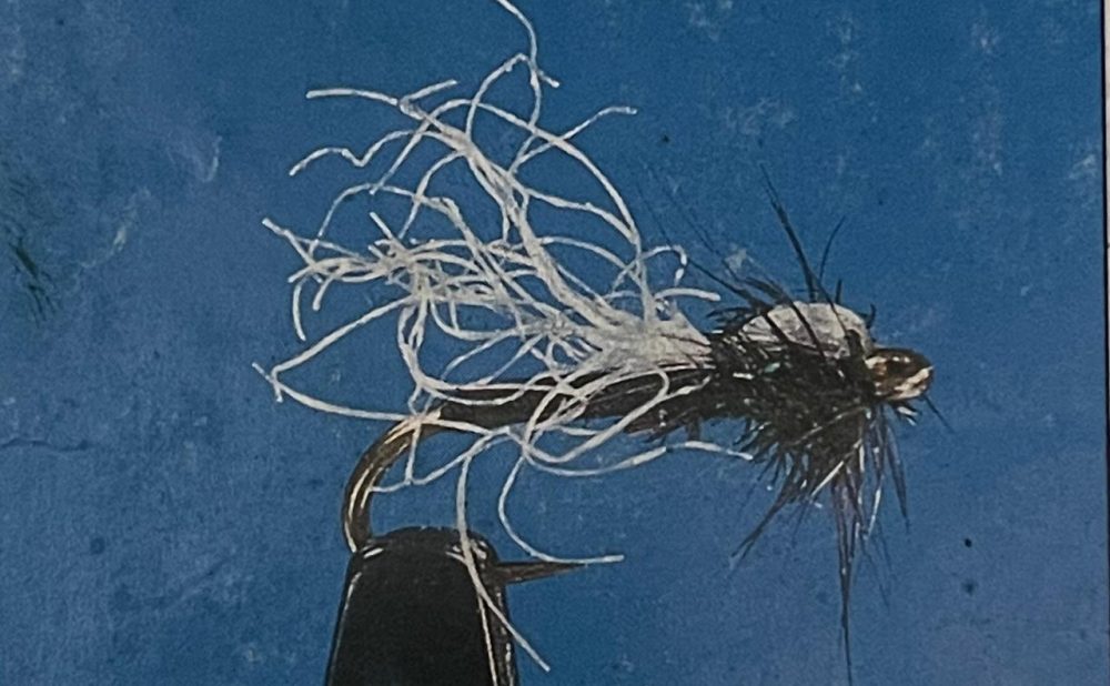 Adult midge dark