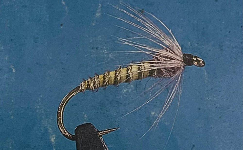 Biot may fly emerger blue winged olive