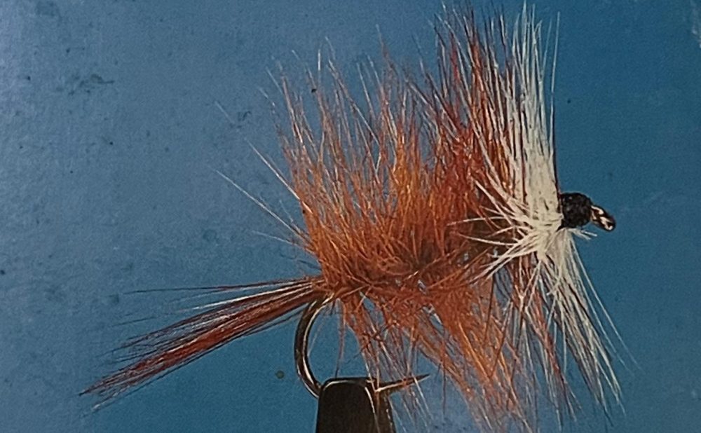 Bivisible brown