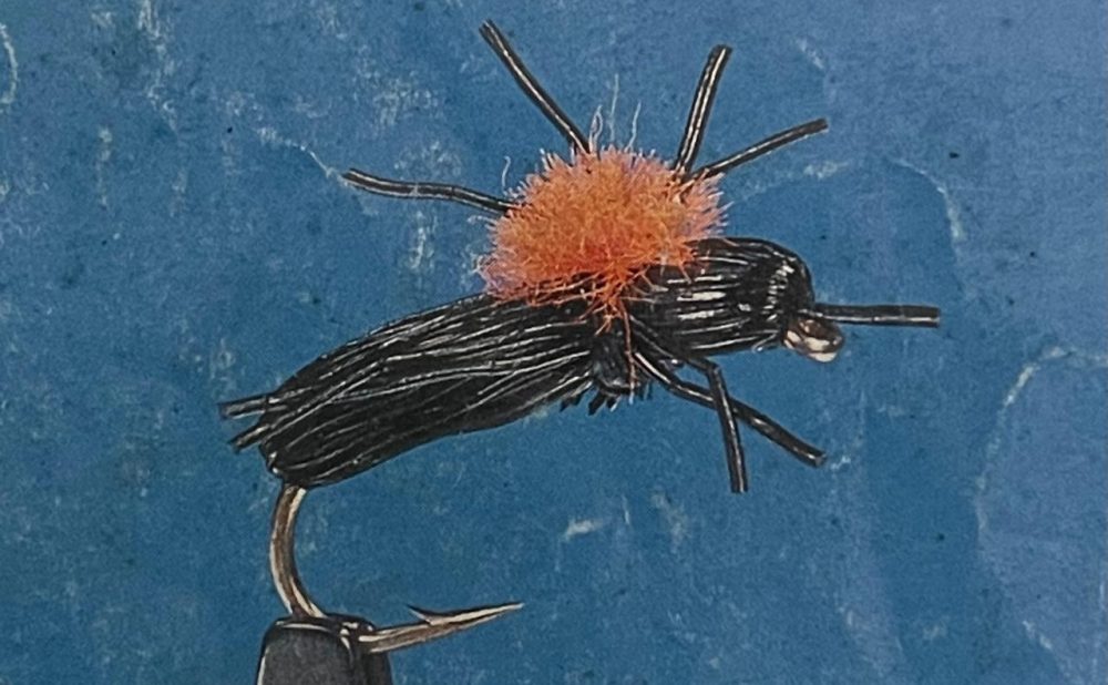 Black beetle