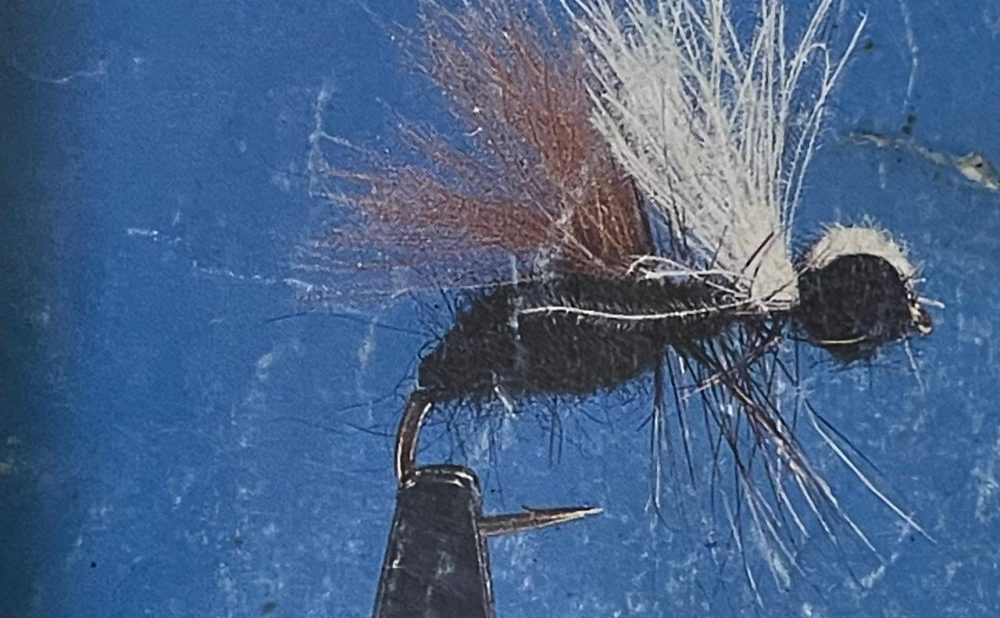 CDC ant,black