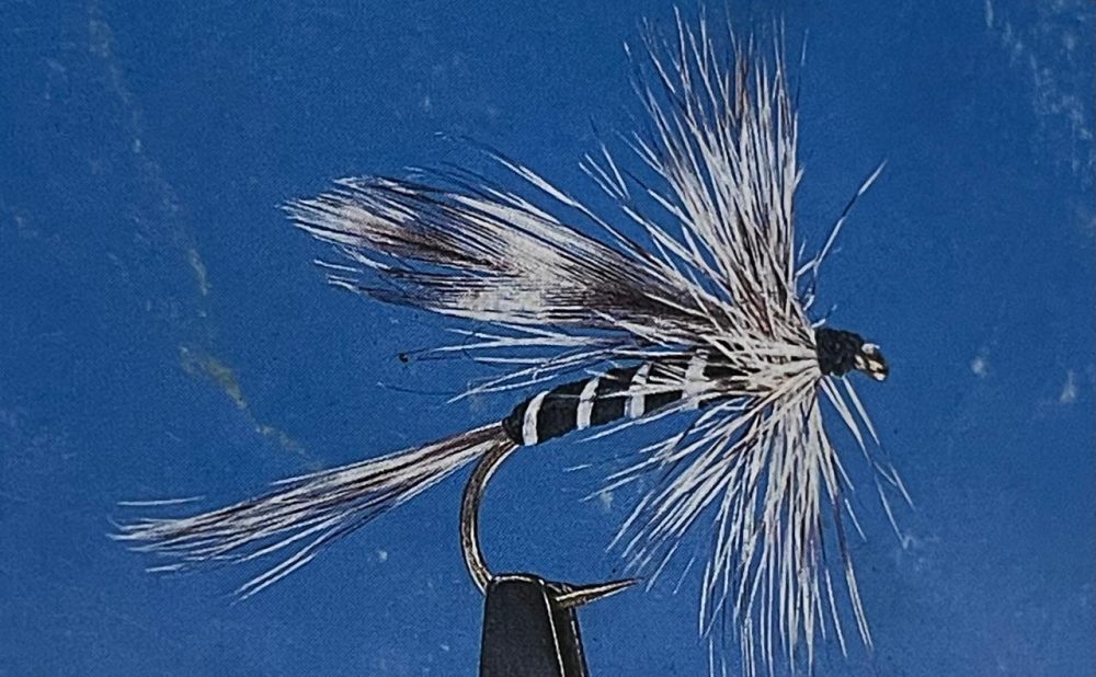 California mosquito