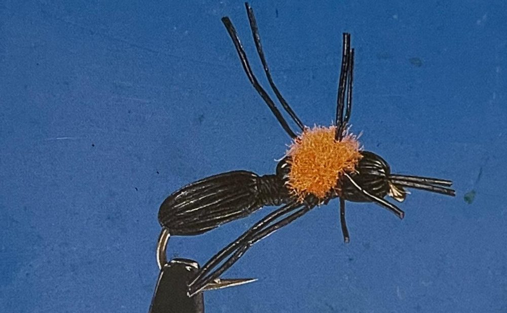 Carpenter ant