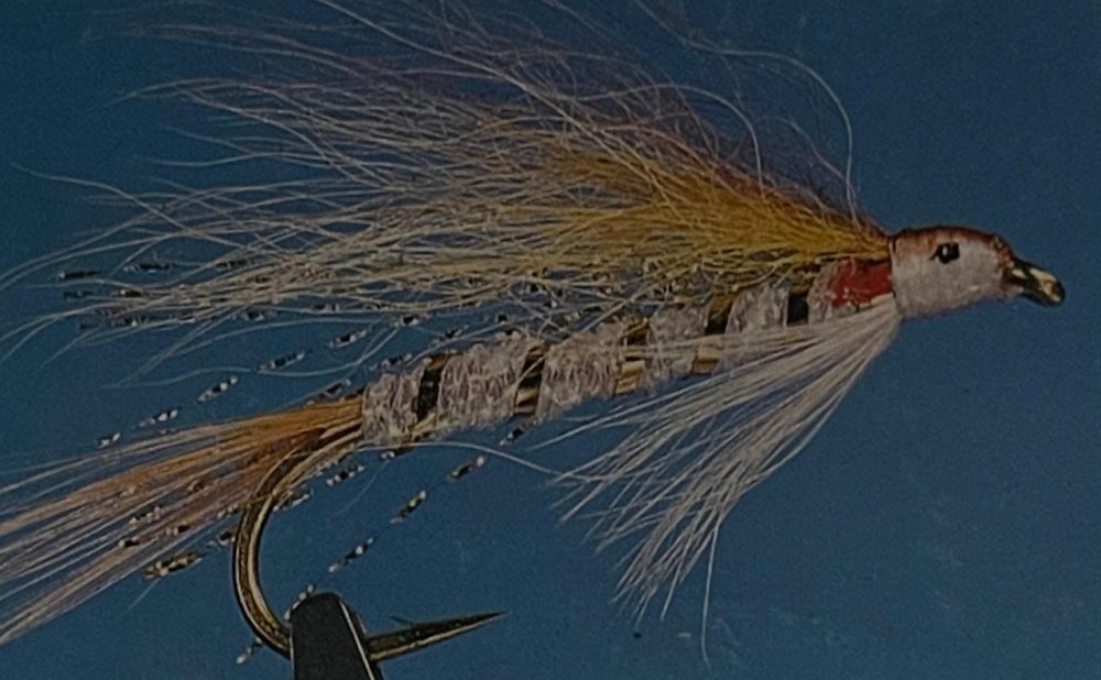 Golden shiner streamer