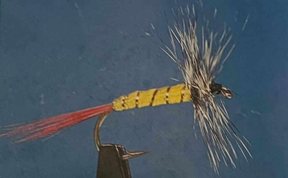 Gray hackle yellow